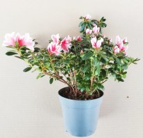 azalea rosa blanca (3)